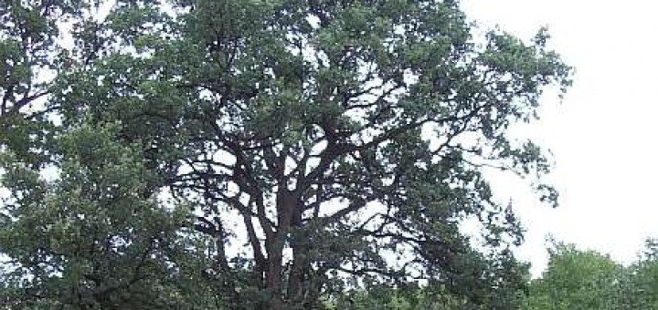 Dąb Jasiek w Dołach