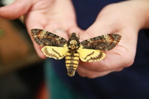 Bochnia - muzeum motyli Arthropoda