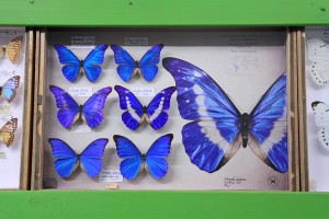 Motyle Morpho - muzeum motyli w Bochni
