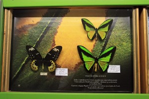 Ornithoptera Goliath - muzeum motyli Arthropoda w Bochni