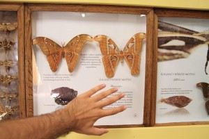 Motyl Attacus Atlas - muzeum motyli - Bochnia