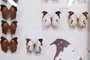 Motyl w muzeum motyli w Bochni