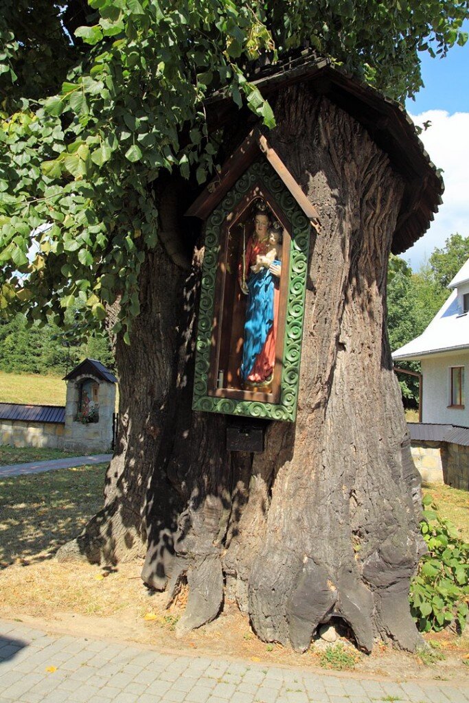 Najstarsza w Polsce lipa szerokolistna - Czarny Potok