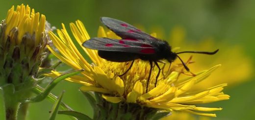 Miechów - Natura 2000